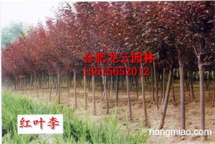 安徽省常见观赏树种繁育要点解析