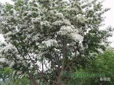 晓露秋晖浮十里桂花香 桂花繁育的艺术与科学
